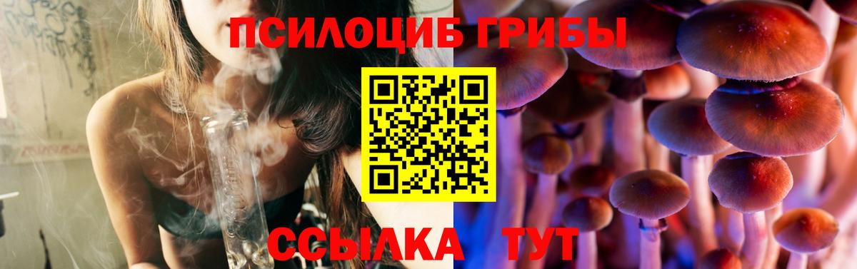 Псилоцибиновые грибы Psilocybe  хочу   Тверь  Вход с VPN 